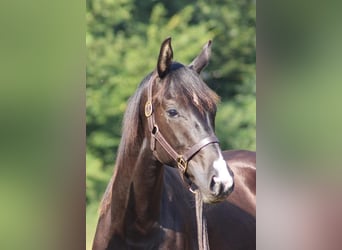 Hannoveriano, Caballo castrado, 6 años, 170 cm, Negro