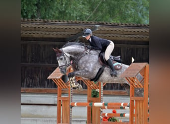 Hannoveriano, Caballo castrado, 6 años, 170 cm, Tordo rodado