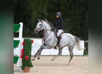 Hannoveriano, Caballo castrado, 6 años, 170 cm, Tordo rodado