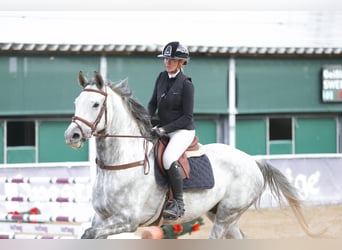 Hannoveriano, Caballo castrado, 6 años, 170 cm, Tordo rodado