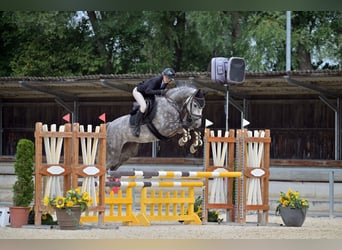 Hannoveriano, Caballo castrado, 6 años, 170 cm, Tordo rodado