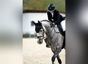 Hannoveriano, Caballo castrado, 6 años, 170 cm, Tordo rodado