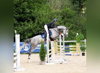 Hannoveriano, Caballo castrado, 6 años, 170 cm, Tordo rodado