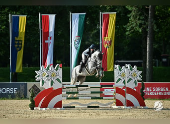 Hannoveriano, Caballo castrado, 6 años, 170 cm, Tordo rodado