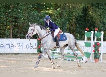 Hannoveriano, Caballo castrado, 6 años, 170 cm, Tordo rodado