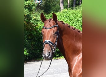 Hannoveriano, Caballo castrado, 6 años, 171 cm, Alazán