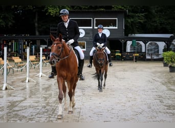 Hannoveriano, Caballo castrado, 6 años, 171 cm, Alazán