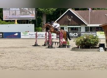 Hannoveriano, Caballo castrado, 6 años, 171 cm, Castaño