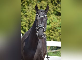 Hannoveriano, Caballo castrado, 6 años, 171 cm, Negro