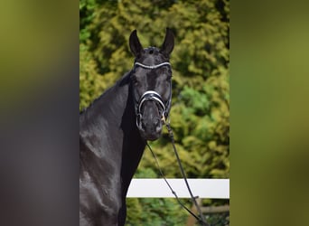 Hannoveriano, Caballo castrado, 6 años, 171 cm, Negro