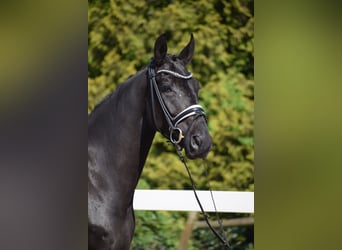 Hannoveriano, Caballo castrado, 6 años, 171 cm, Negro
