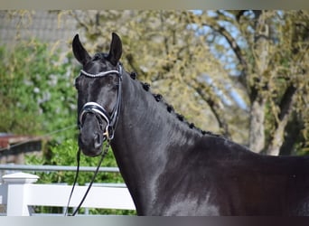 Hannoveriano, Caballo castrado, 6 años, 171 cm, Negro