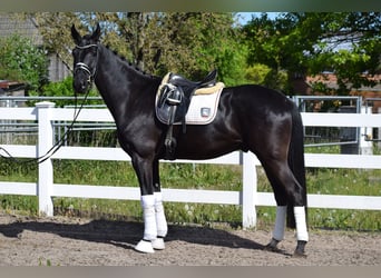 Hannoveriano, Caballo castrado, 6 años, 171 cm, Negro