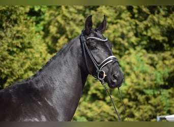 Hannoveriano, Caballo castrado, 6 años, 171 cm, Negro
