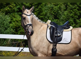 Hannoveriano, Caballo castrado, 6 años, 171 cm, Palomino