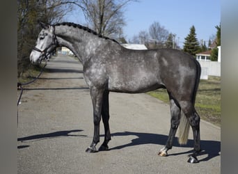 Hannoveriano, Caballo castrado, 6 años, 171 cm, Tordo