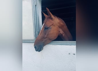 Hannoveriano, Caballo castrado, 6 años, 172 cm, Alazán