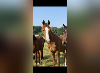 Hannoveriano, Caballo castrado, 6 años, 172 cm