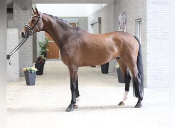 Hannoveriano, Caballo castrado, 6 años, 172 cm, Castaño