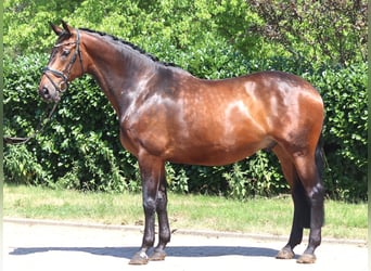 Hannoveriano, Caballo castrado, 6 años, 172 cm, Castaño