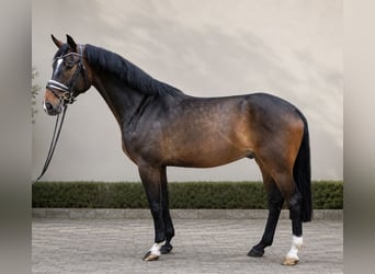 Hannoveriano, Caballo castrado, 6 años, 172 cm, Castaño