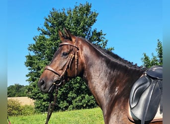 Hannoveriano, Caballo castrado, 6 años, 172 cm, Castaño oscuro