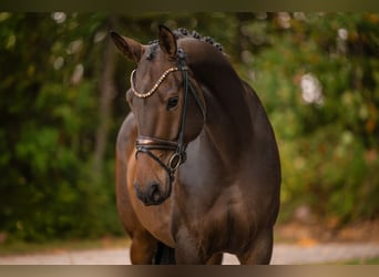 Hannoveriano, Caballo castrado, 6 años, 172 cm, Castaño oscuro
