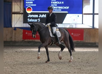 Hannoveriano, Caballo castrado, 6 años, 172 cm, Castaño oscuro