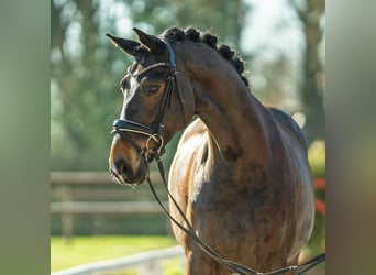 Hannoveriano, Caballo castrado, 6 años, 172 cm, Castaño oscuro