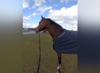Hannoveriano, Caballo castrado, 6 años, 172 cm, Castaño oscuro