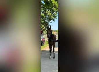 Hannoveriano, Caballo castrado, 6 años, 172 cm, Castaño oscuro
