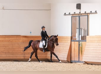 Hannoveriano, Caballo castrado, 6 años, 172 cm, Castaño rojizo