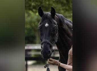 Hannoveriano, Caballo castrado, 6 años, 172 cm, Morcillo