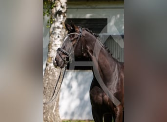 Hannoveriano, Caballo castrado, 6 años, 172 cm, Negro