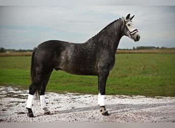 Hannoveriano, Caballo castrado, 6 años, 172 cm, Tordo