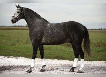 Hannoveriano, Caballo castrado, 6 años, 172 cm, Tordo