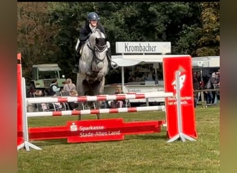 Hannoveriano, Caballo castrado, 6 años, 172 cm, Tordo