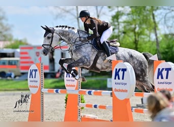 Hannoveriano, Caballo castrado, 6 años, 172 cm, Tordo rodado