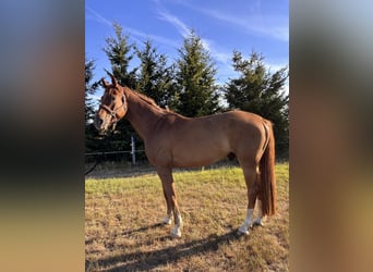 Hannoveriano, Caballo castrado, 6 años, 173 cm, Alazán