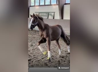 Hannoveriano, Caballo castrado, 6 años, 173 cm, Alazán