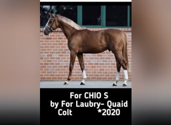 Hannoveriano, Caballo castrado, 6 años, 173 cm, Alazán