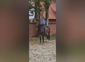 Hannoveriano, Caballo castrado, 6 años, 173 cm, Castaño