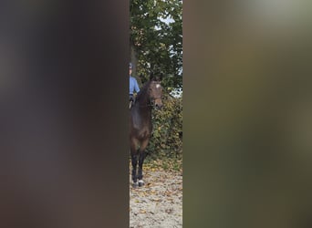 Hannoveriano, Caballo castrado, 6 años, 173 cm, Castaño