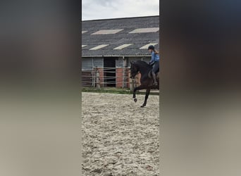 Hannoveriano, Caballo castrado, 6 años, 173 cm, Castaño