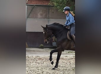 Hannoveriano, Caballo castrado, 6 años, 173 cm, Castaño