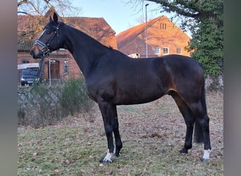 Hannoveriano, Caballo castrado, 6 años, 173 cm, Castaño oscuro