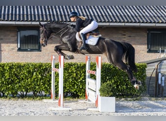 Hannoveriano, Caballo castrado, 6 años, 173 cm, Negro