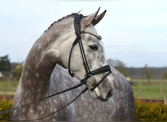 Hannoveriano, Caballo castrado, 6 años, 173 cm, Tordo