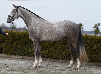 Hannoveriano, Caballo castrado, 6 años, 173 cm, Tordo