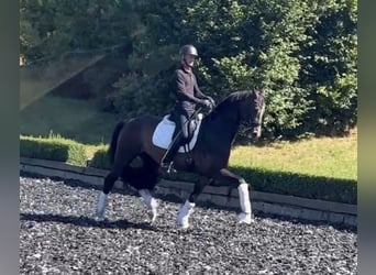 Hannoveriano, Caballo castrado, 6 años, 174 cm, Castaño